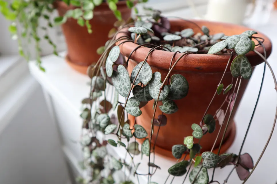 The pink underside of the leaves enhances the romantic look of the Chain of Hearts - Photo by Dan Jones / Flickr