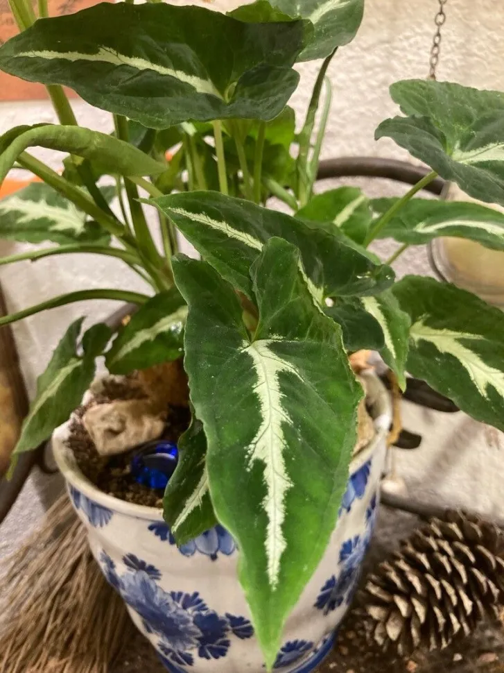 Das Syngonium wendlandii ist sozusagen die Alocasia für Anfänger – Foto von Djinn Rickey / Plantnet