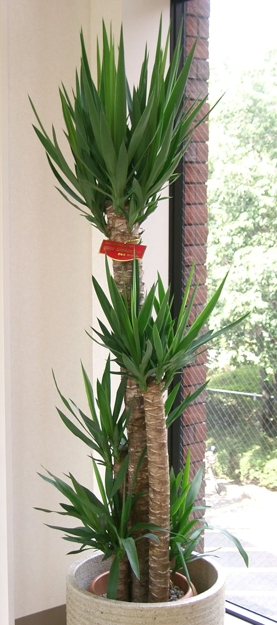 Múltiples estípulas para una planta más completa - Foto de Kenpei / Wikipedia