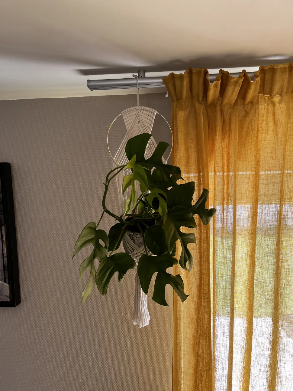 Si te has quedado sin espacio para tus plantas, prueba con cestas colgantes