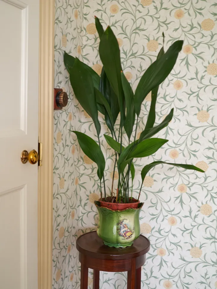 L'Aspidistra elatior dà un tocco vintage a qualsiasi stanza – Foto di James Petts