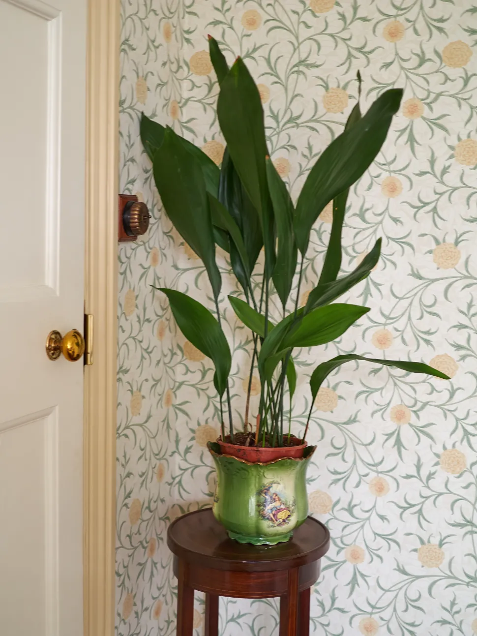 L'Aspidistra elatior dona un tocco vintage a qualsiasi ambiente - Foto di James Petts
