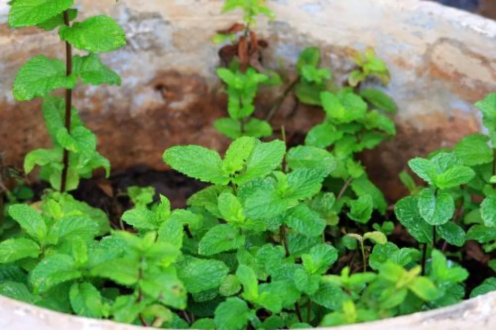 La menta se cultiva mejor en macetas que en el suelo - Foto de Lynn Greyling /Needpix