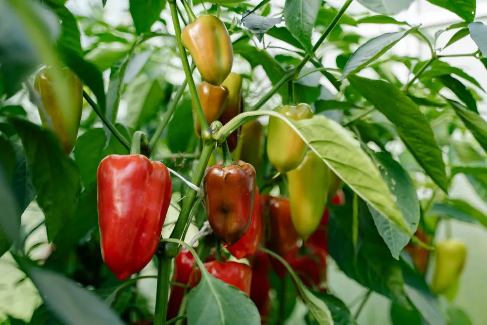 Peppers can be grown in pots or in the ground - Photo by Yan Krukau / Pexels