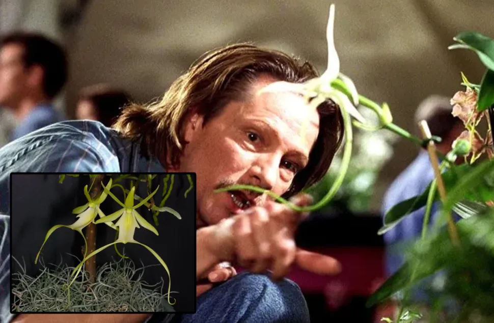 If your ghost orchid is dying, who are you going to call? Photo Sony Pictures and Eric Hunt /Flickr