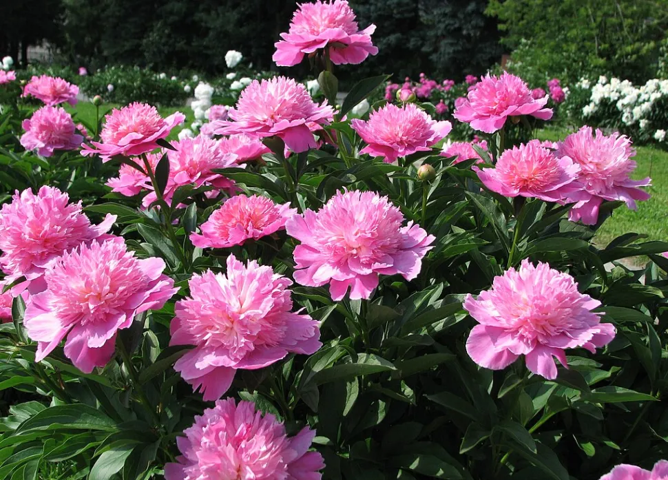 A peónia rosa simboliza a timidez dos sentimentos – Foto de Kor!An / Wikipédia