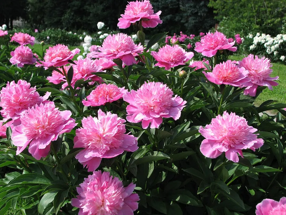 Si dice che la peonia rosa simboleggi i sentimenti di timidezza - Foto di Kor!An / Wikipedia