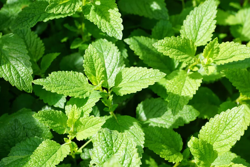 Mint adapts to all types of soil, except those too clayey or too dry - Photo via Pickpik