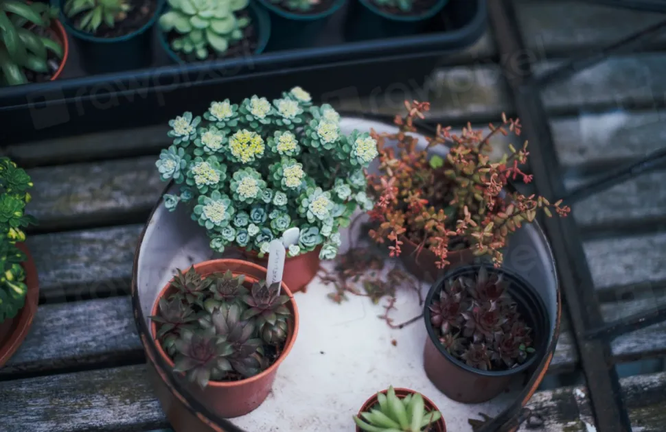 Le succulente in genere amano il pieno sole.