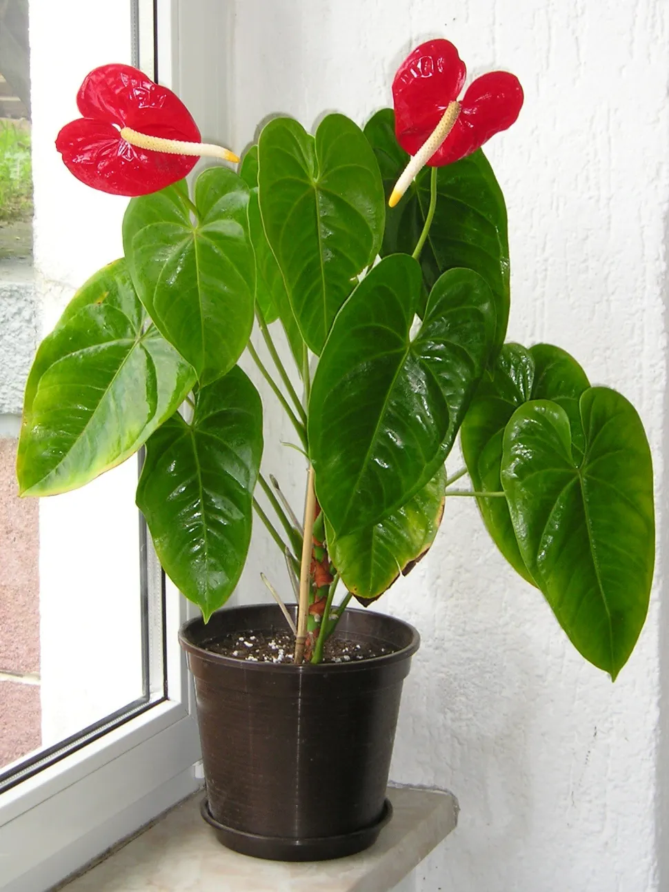 Die herzförmigen Spathae heben das glänzende Laub der Anthurium hervor- Foto von Maja Dumat - Flickr
