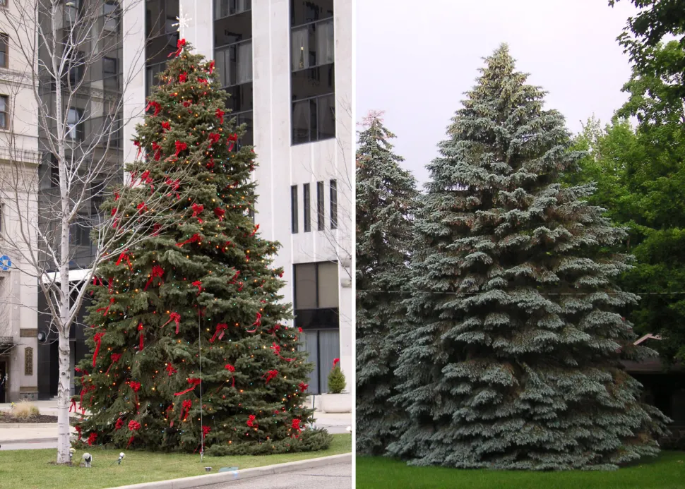 With its conical, bushy habit, the blue spruce is a sure bet - Photos by Jack Pearce and Beatrice Murch