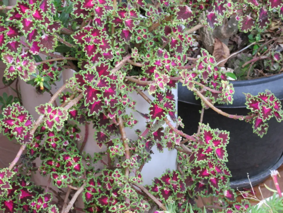 De frisse lucht stimuleert de groei van je planten - Foto door Jaci XIII / Flickr
