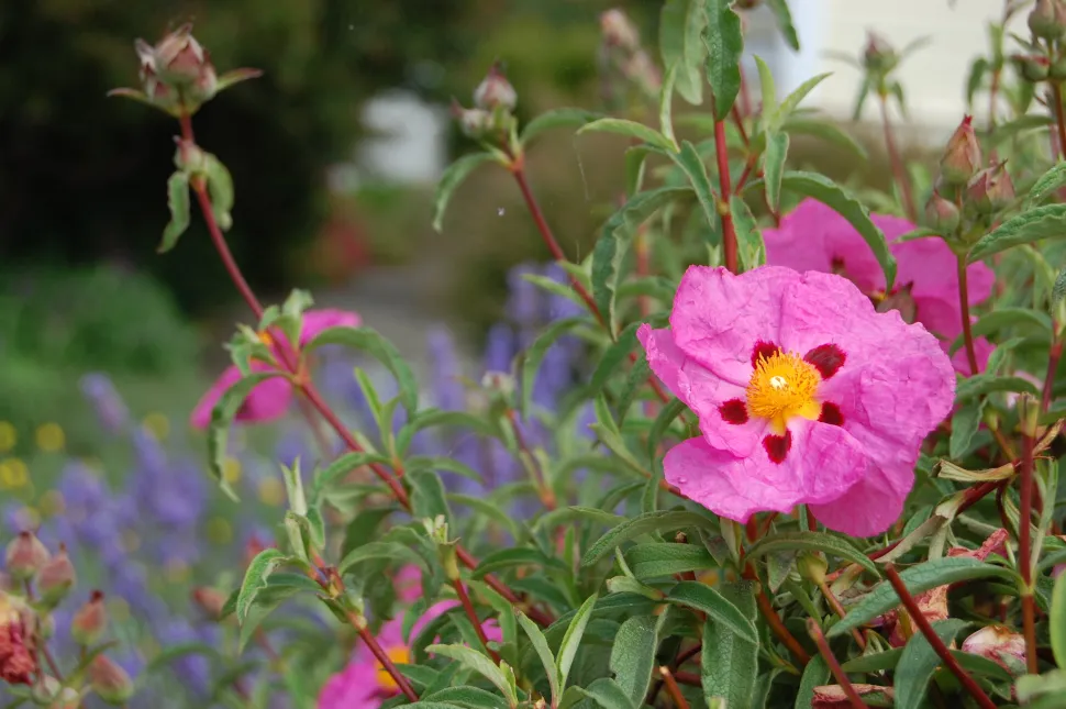 Cistus kan gedijen in kalkrijke of stenige grond.