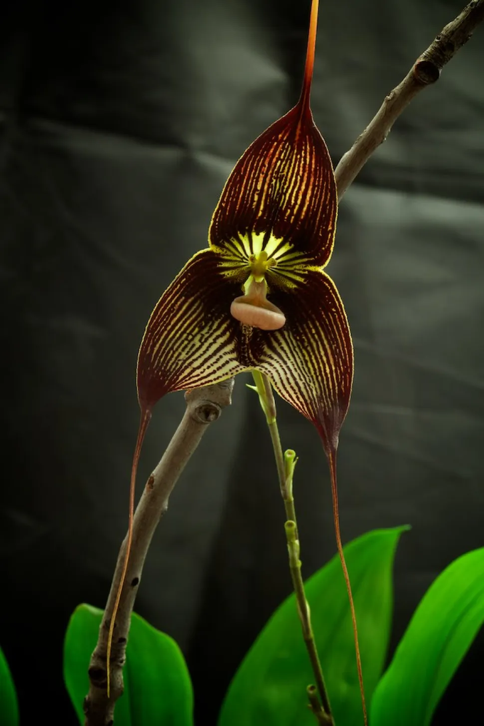 Im Gegensatz zu Vampiren liebt die Dracula-Orchidee das Licht. Fotografiert von Brett Francis / Flickr