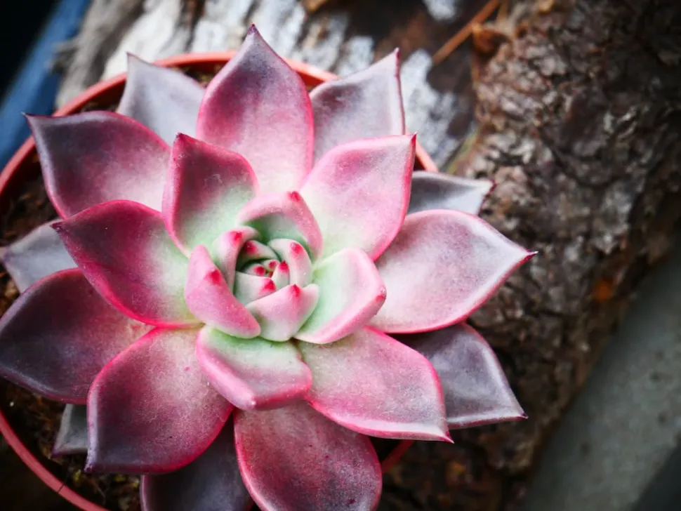 La Echeveria agavoides se vuelve rosa al sol - Carina Volke-Grunewald / Pexels
