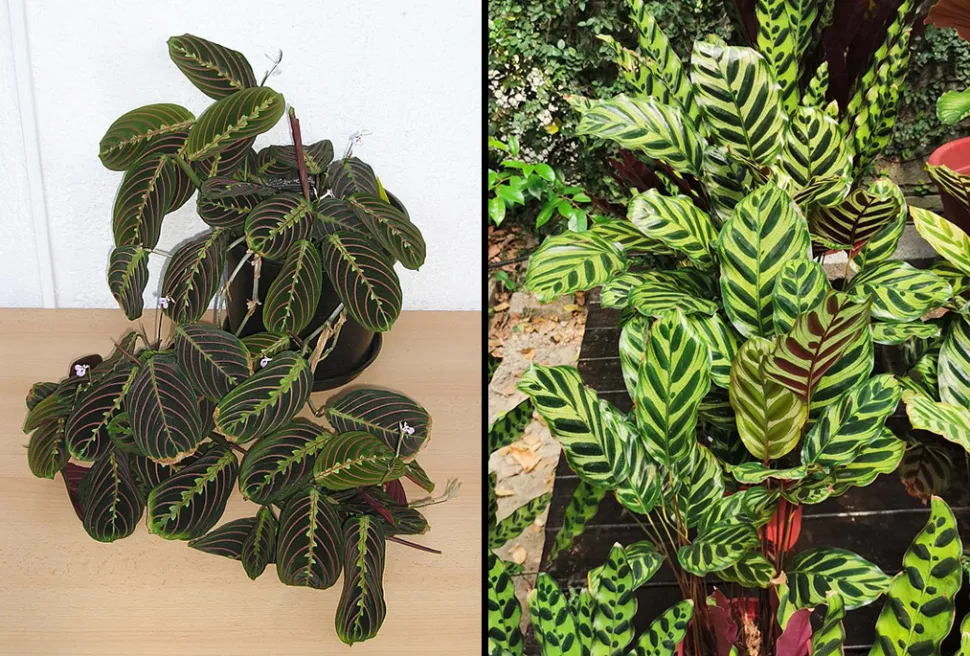 Venstre: Maranta leuconeura 'Fascinator' (Foto af Maja Dumat/ Flickr) * Højre: Calathea makoyana (Foto af Ping an Chang /wWkipedia)