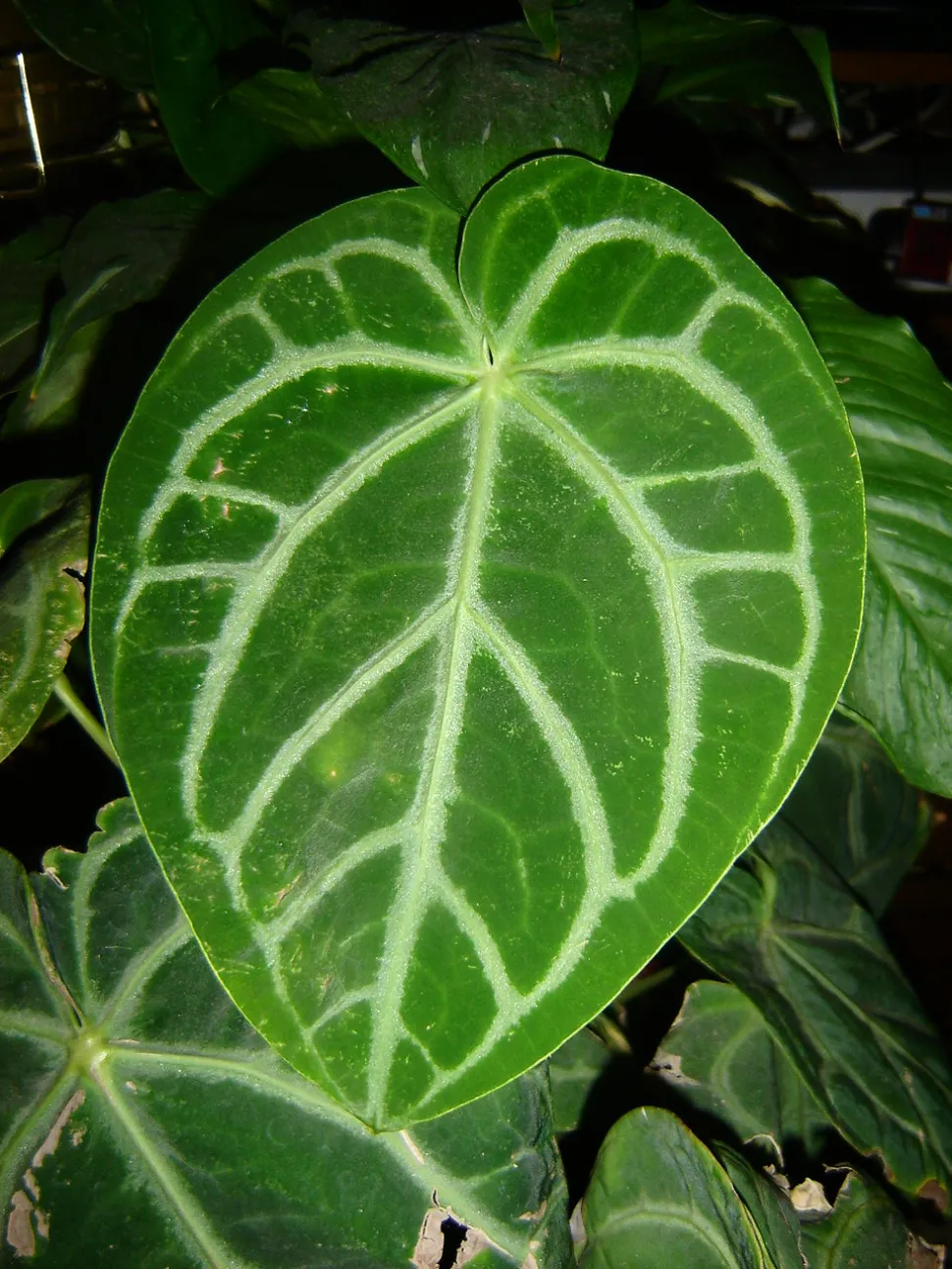 Die Anthurium 'King of Spade' wird hauptsächlich wegen ihres Laubs angebaut. Foto von Abrimaal / Wikipedia