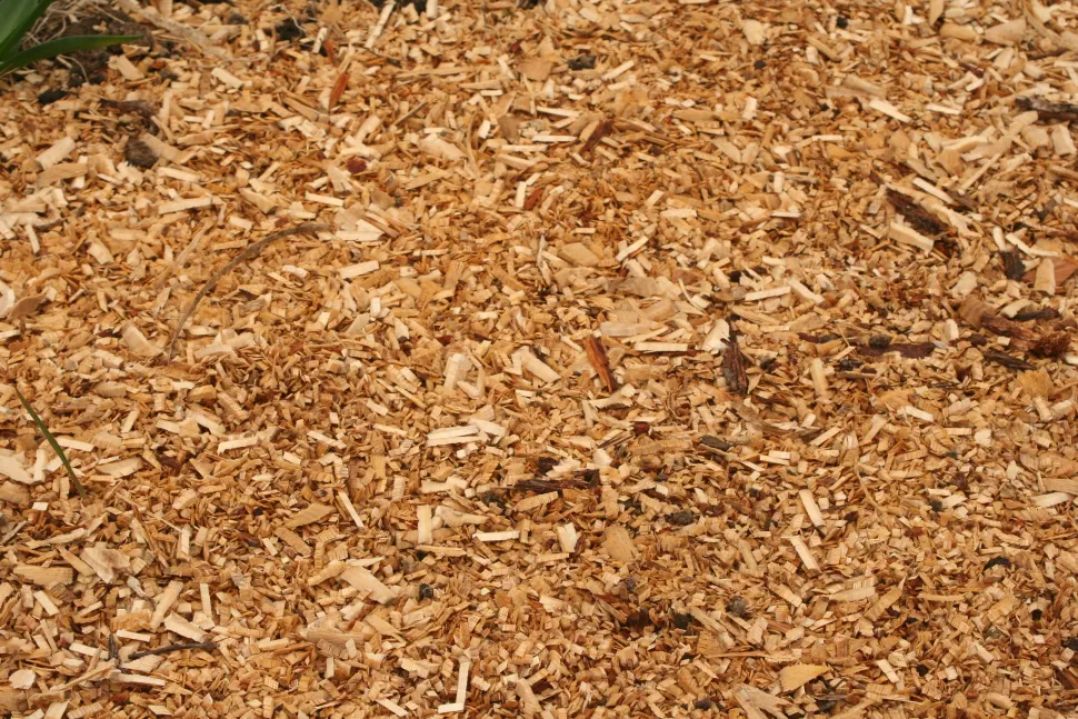 A cobertura morta combate indiretamente o apodrecimento da flor - Foto de Arpent nourricier/ Flickr