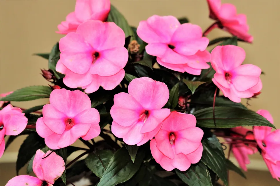 Impatiens walleriana kan blive op til 40 cm høj. Foto af Sheila Brown / Publicdomainpicturest