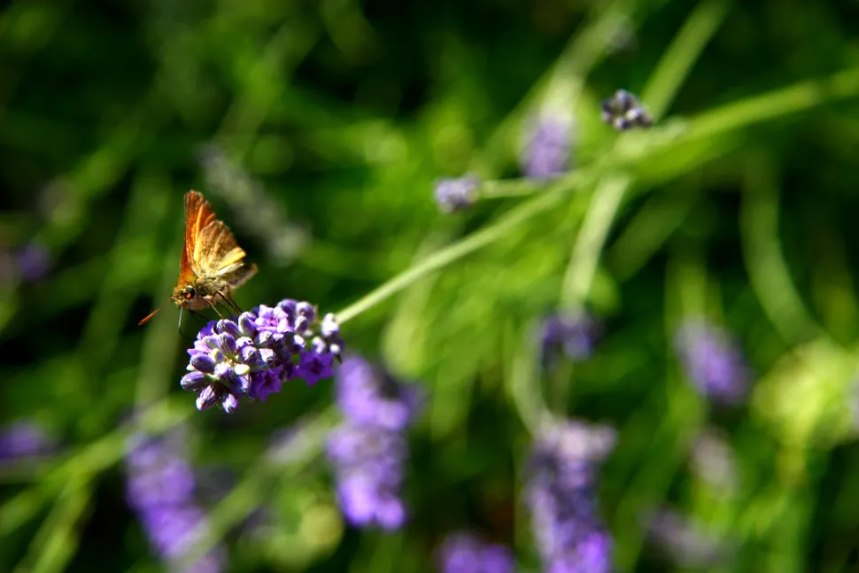 Other lavender varieties are also melliferous - Photo by Mark Rowland / Flickr