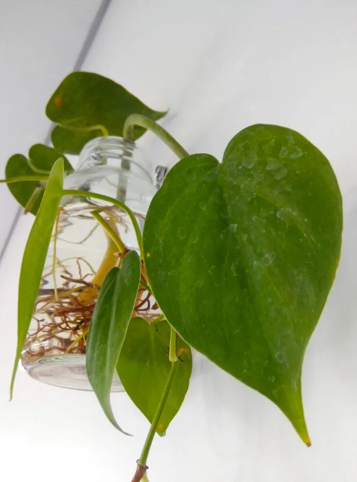 Todas las variedades de Philo hederaceum son aptas para el cultivo hidropónico. Foto de Aris Riyanto / Wikipedia