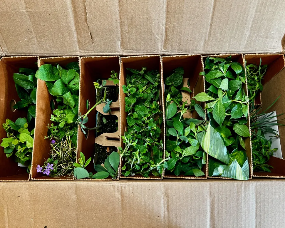 Mit einer so sorgfältigen Verpackung sind Ihre Pflanzen sicher - Foto von F Delventhal / Flickr