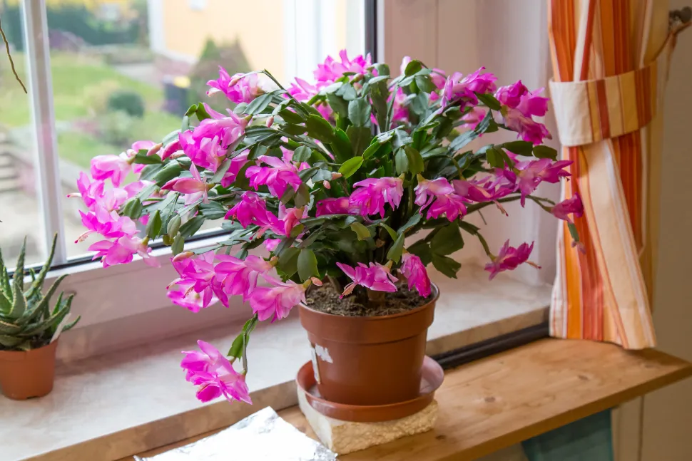 ¿Qué tal sustituir el árbol de Navidad por un cactus en flor? Foto de Maja Dumat - Flickr