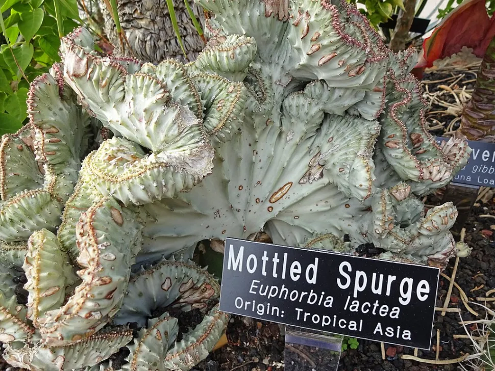 Euphorbia cristata ziet eruit als een dodelijke plant. Foto door Andrey Zharkikh / Wikipedia