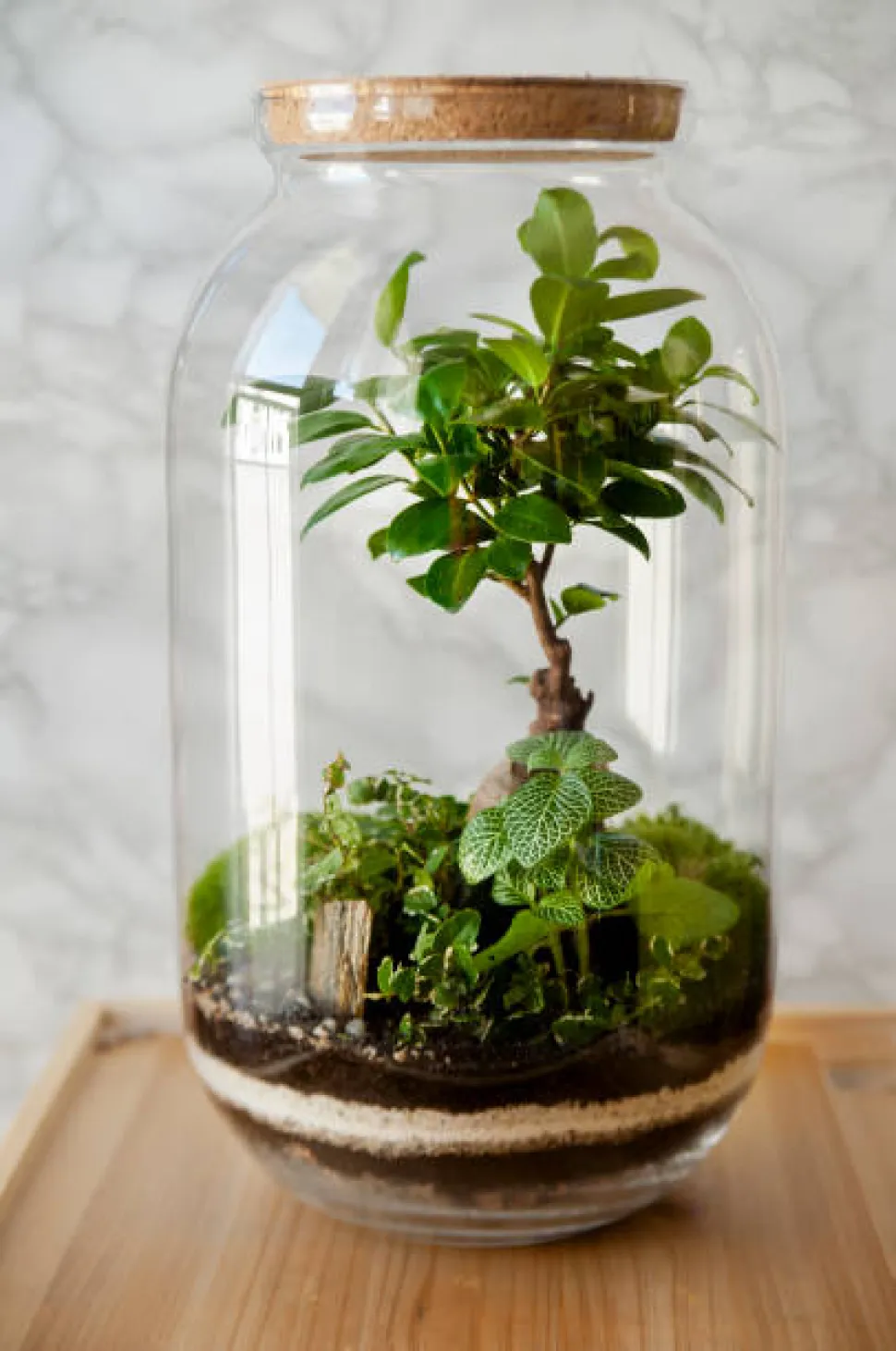 Num jarro, as árvores bonsai parecem gigantes - Foto de Qnula / Canva
