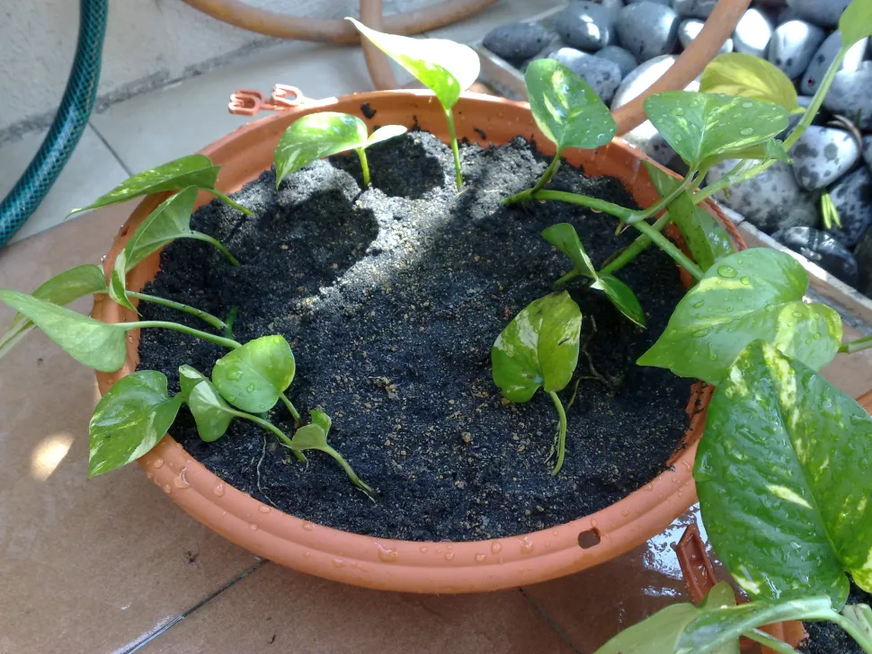 De todas las variedades de Pothos, la variedad botánica es una de las más fáciles de cortar. Foto de Francis Chung / Flickr