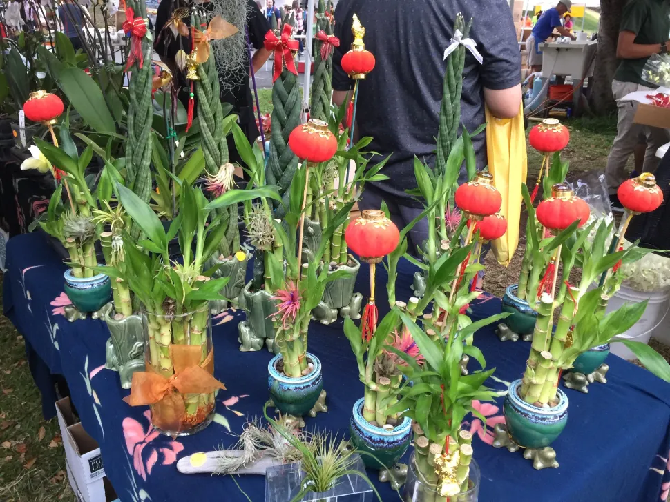 Der Lucky Bamboo (Dracaena sanderiiana), ein klassischer Glücksbringer für das neue Jahr (Foto von Joel/ flickr)