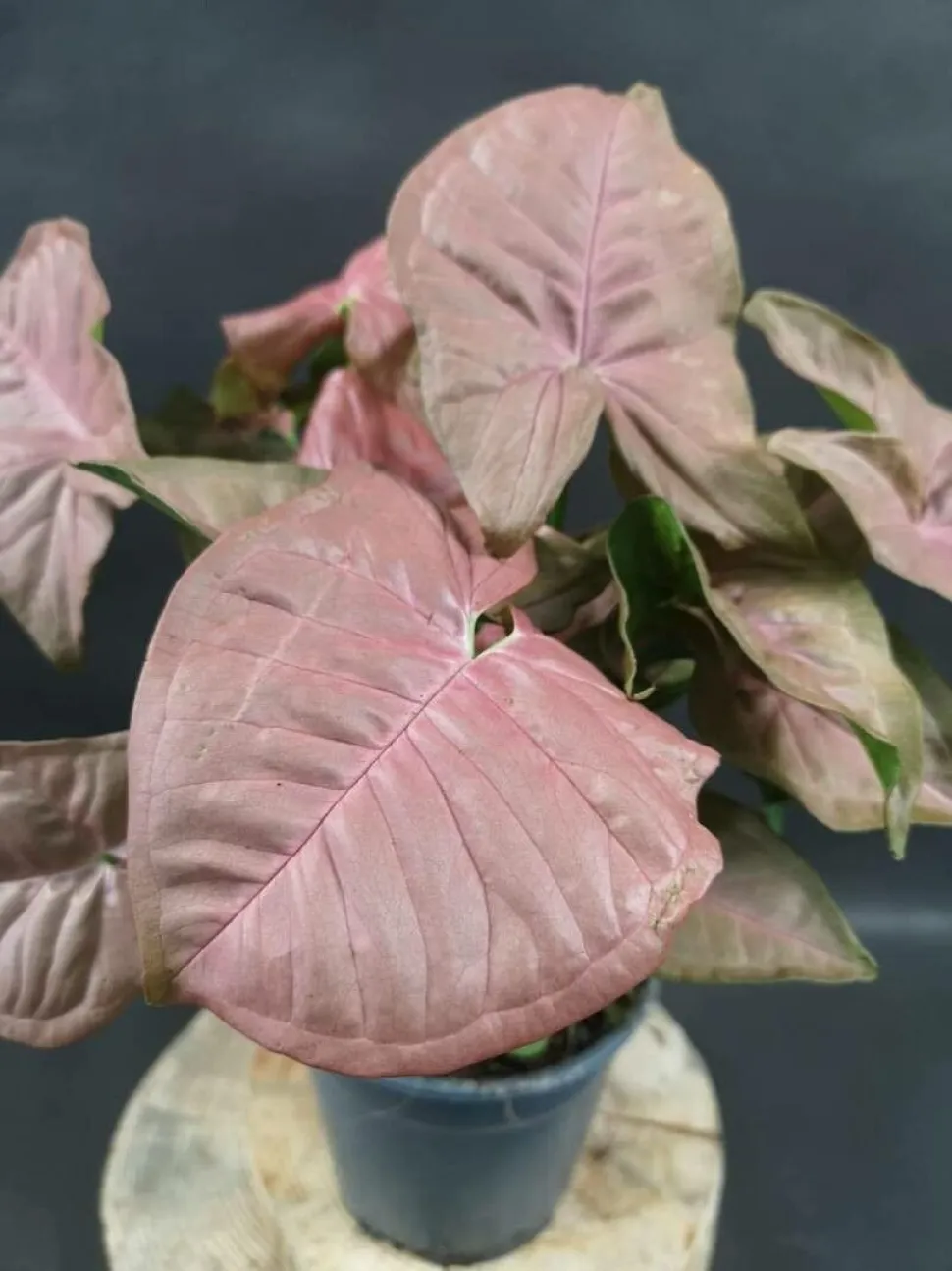 De bladvorm van Syngonium podophyllum doet denken aan een kraaienpoot - Foto door Michal Svit / Plantnet