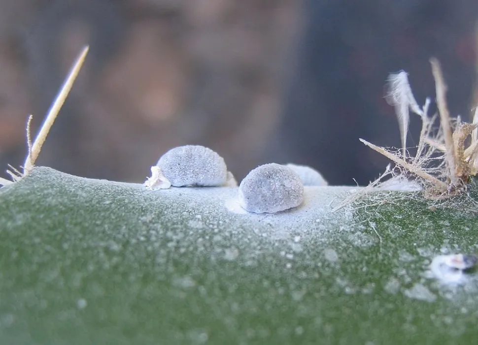 Mealybugs in close-up and in action - Photo by It-management / Wikipedia
