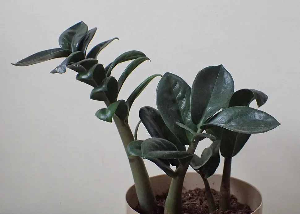Ved at dele stammer kan du få en plante, der er identisk med moderplanten - Foto af Krzysztof Ziarnek / Wikipedia