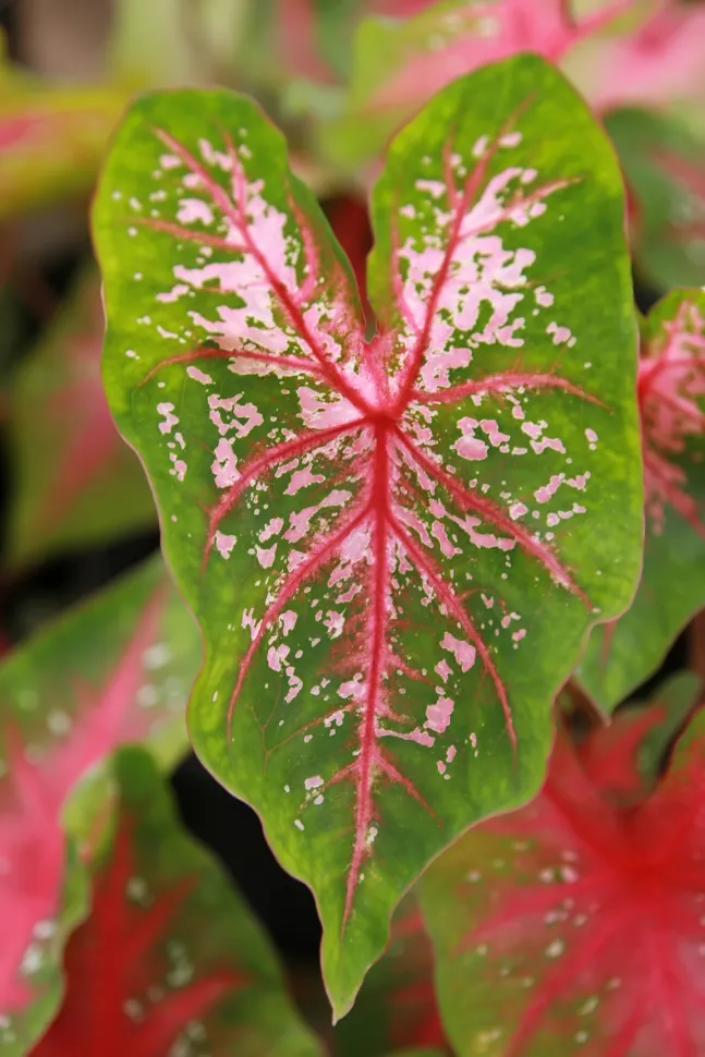 Det tofarvede Caladium vil sætte din tålmodighed på en hård prøve – Foto af David J Stang/ Flickr
