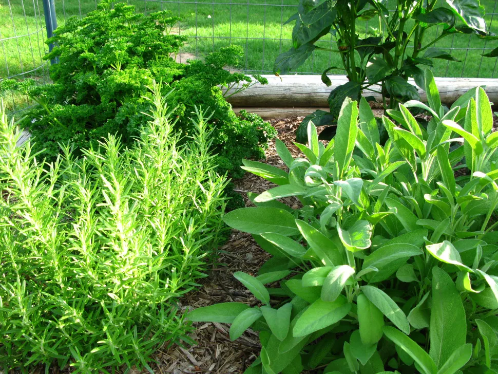 Planten is niet de meest ingewikkelde fase! Foto door Oakleyoriginals / Flickr