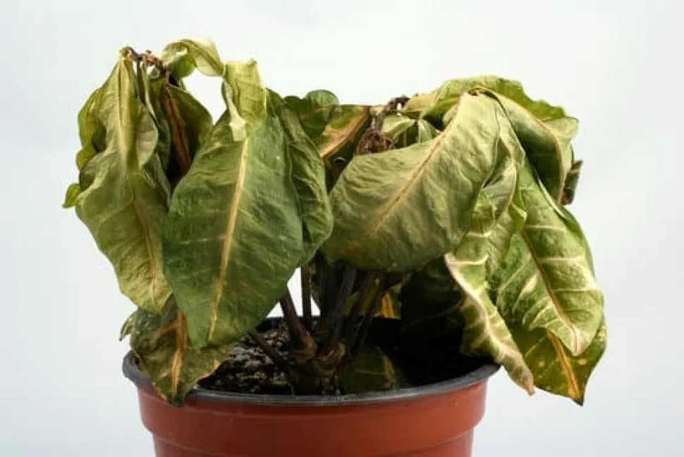 Hvis din plante ser sådan ud, er du nødt til at gøre noget.
