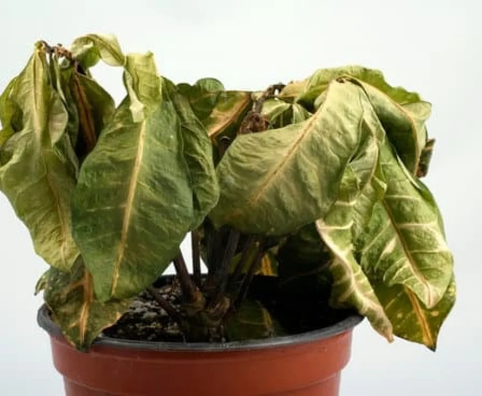 Si tu planta tiene este aspecto, hay que actuar.