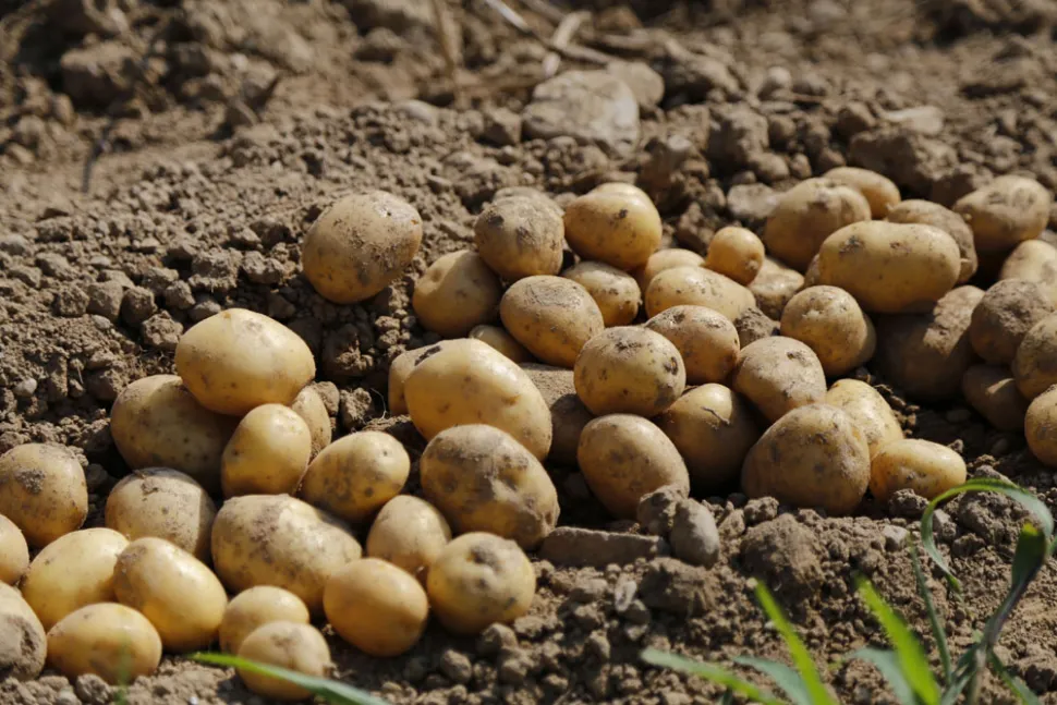 Embora não sejam muito exigentes, as batatas são mais produtivas num solo rico - Foto de Jai79 / Pixabay