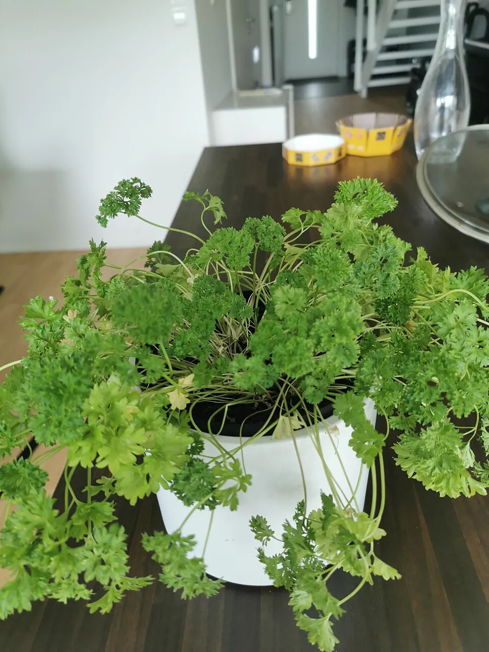 there are several types of parsley. The flat variety has a more all-round taste than the curly variety - Photo by Netha Hussain / Wikipedia
