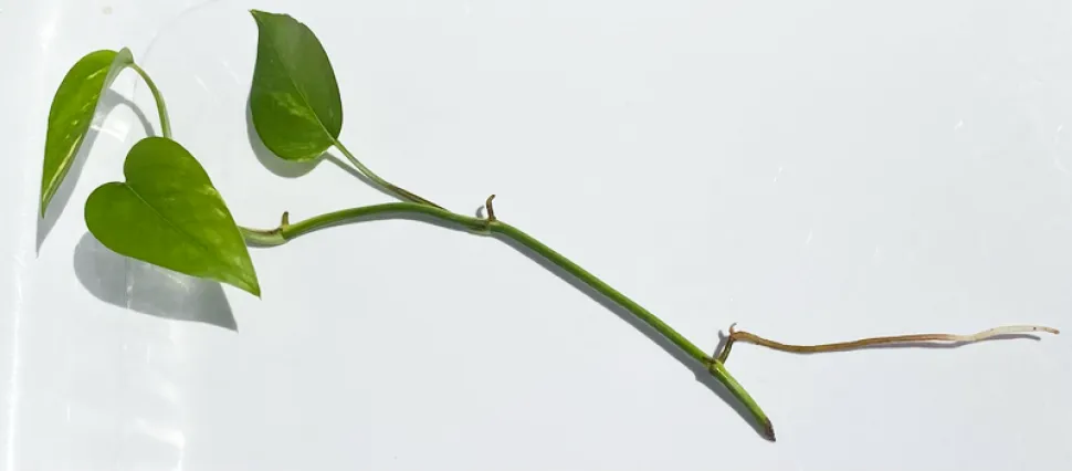 With aerial roots, it's even better! Photo by Ddra5202 / Wikipedia