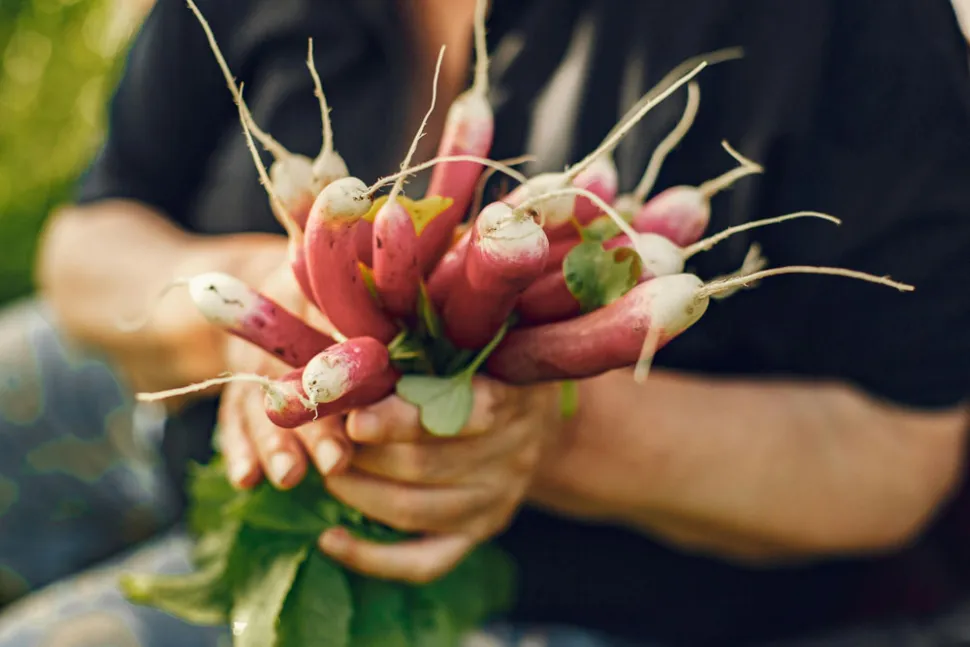 I ravanelli, la scelta dei giardinieri impazienti - Foto di G. Fring / Pexels