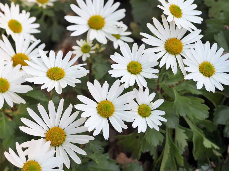 Die Chrysanthemum arcticum stammt aus Nordeuropa und Amerika - Foto von Agnieszka Kwiecień / Wikipedia