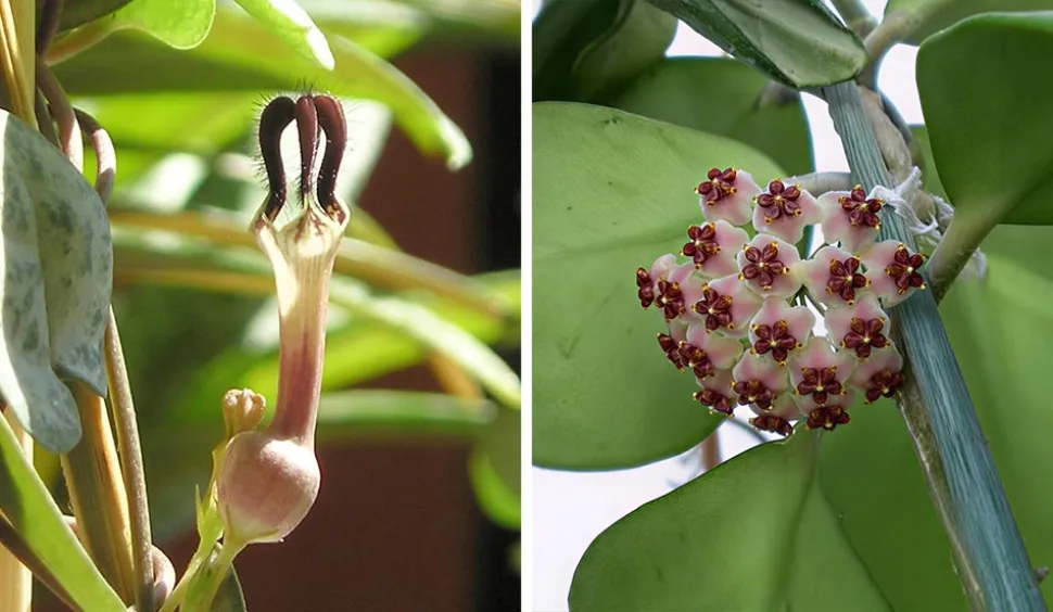 Are you more of a flytrap or a porcelain flower? Photo by Maja Dumat /Flickr and Hobbykafe /Wikipedia