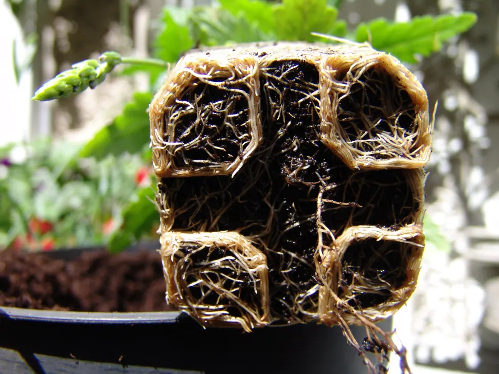 Vergeet niet te verpotten voordat de wortels de vorm van de pot aannemen! Foto door Gill Holgate / Flickr