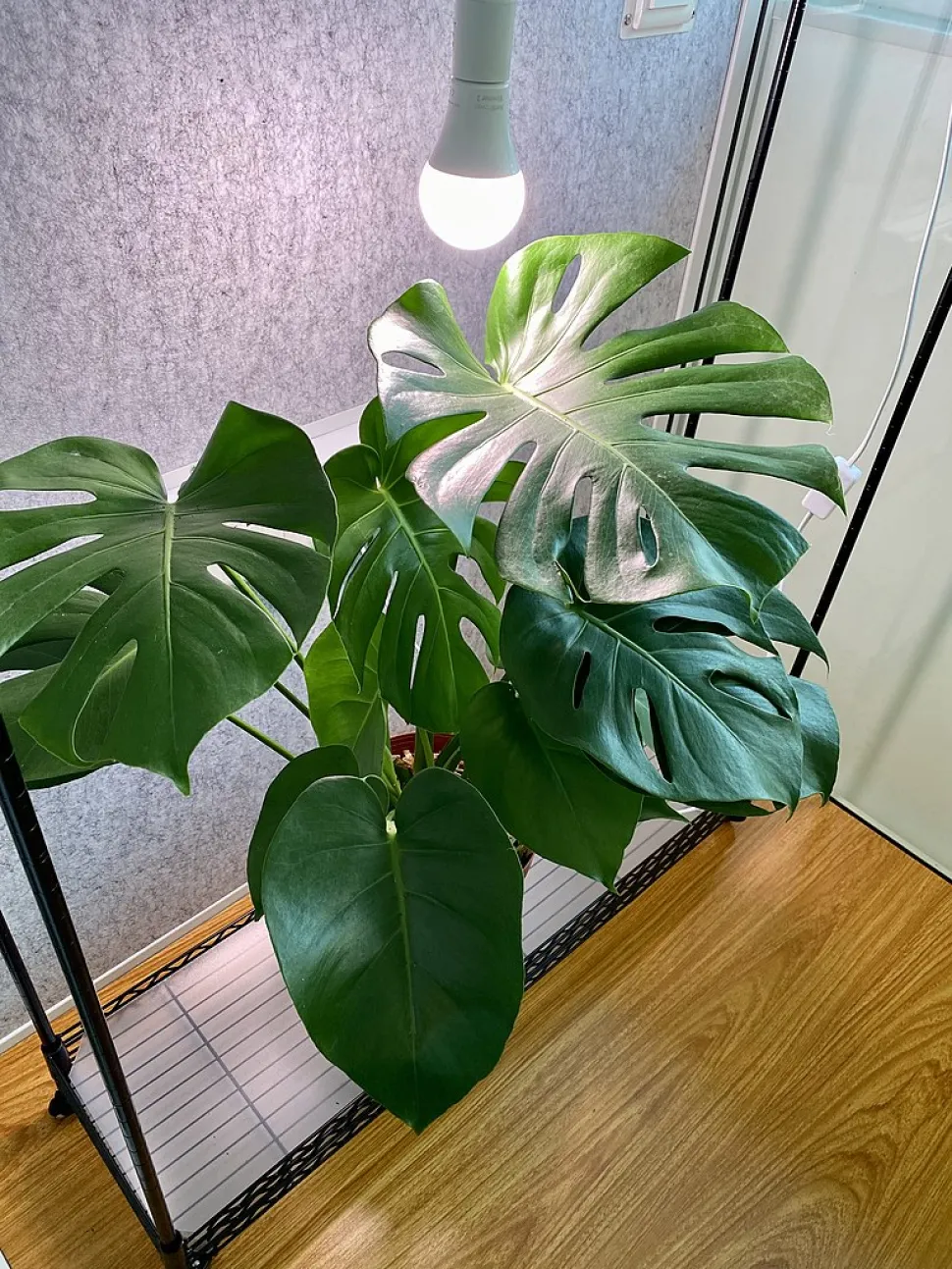 Mit einer Wachstumslampe ist es für Ihre Monstera immer Sommer. Foto von Volonteertoday /Wkipedia