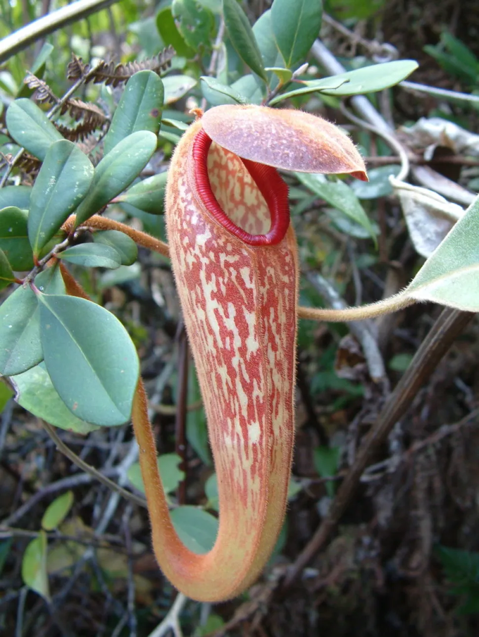 Esta Nepenthes no necesitó abono para florecer - Foto de Alfindra Primaldhi / Wikipedia