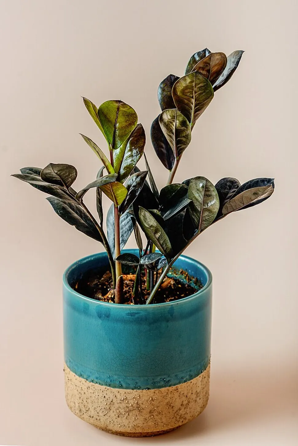 Zamioculcas zamiifolia, en plante, der er lettere at dyrke end at stave til - Foto af Dbwolfe / Wikipedia