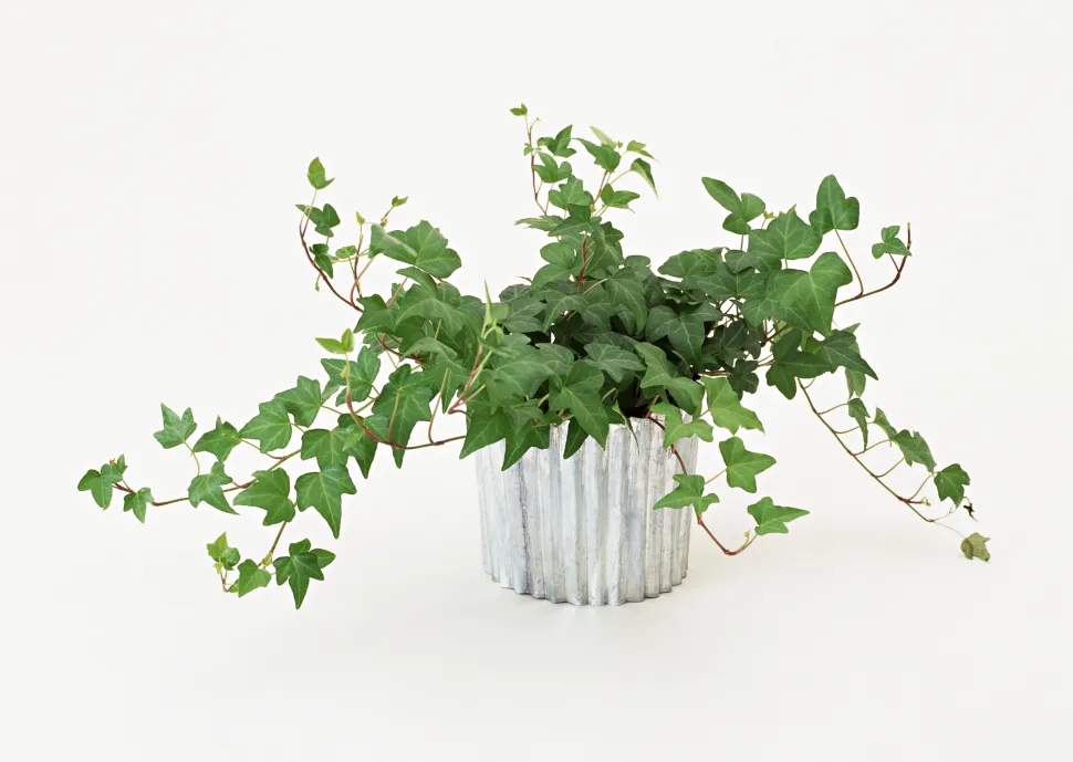 La hiedra común pertenece a la familia de las Araliáceas, igual que el ginseng y la fatsia