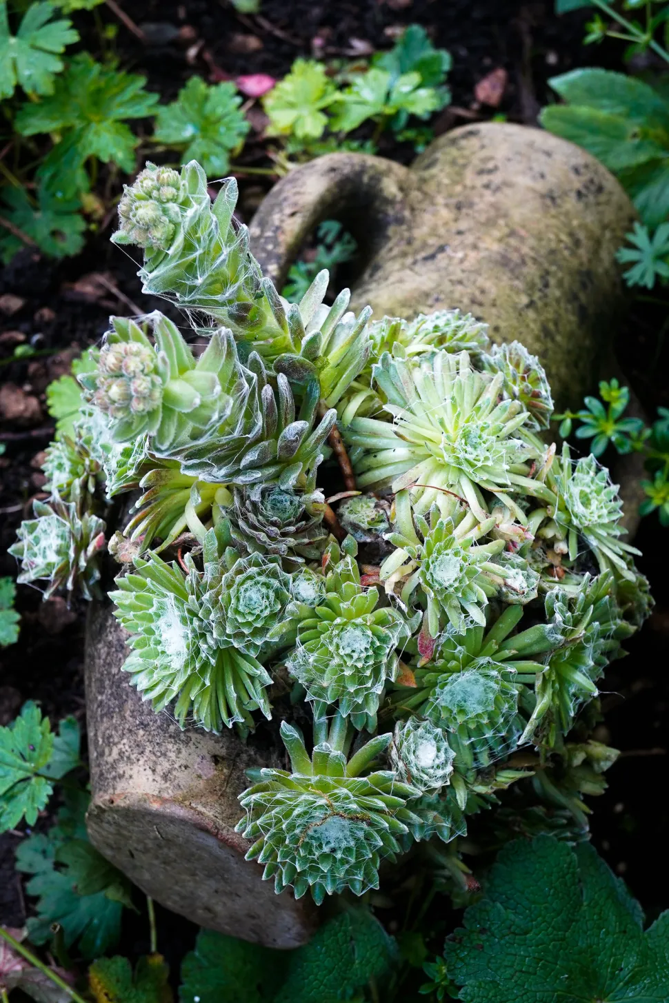 Sempervivum arachnoideum, la pianta preferita dall'Uomo Ragno - Foto di Judy Dean /Flickr